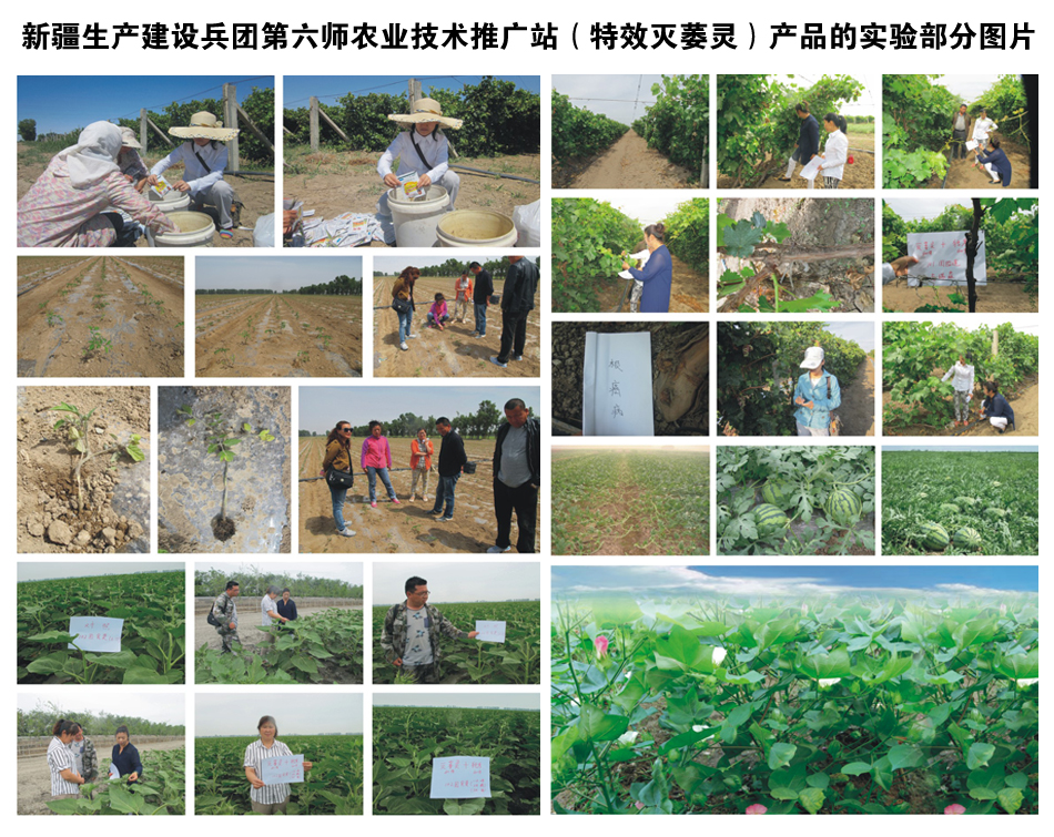 新疆生產(chǎn)建設(shè)兵團(tuán)第六師農(nóng)業(yè)技術(shù)推廣站(產(chǎn)品的實(shí)驗(yàn)部分圖片