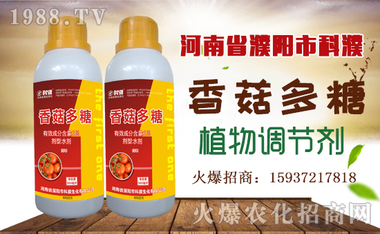 �����������ף������µ�һ���﹤�����������������