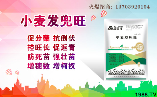 �����������ȫ�w�T��ף����´��옷(l��)������������