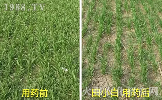 節(jié)節(jié)麥如何防除，用什么藥？怎么打藥效果好？