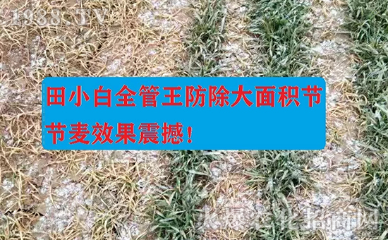節(jié)節(jié)麥如何防除，用什么藥？怎么打藥效果好？