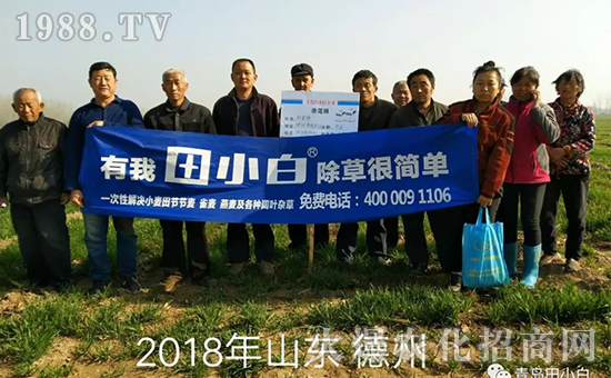 節(jié)節(jié)麥如何防除，用什么藥？怎么打藥效果好？