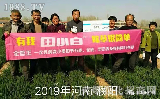 39節(jié)節(jié)麥如何防除，用什么藥？怎么打藥效果好？