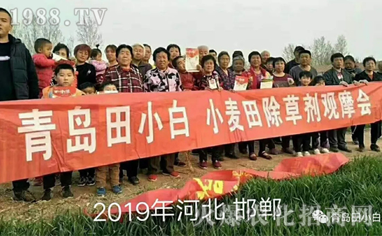 節(jié)節(jié)麥如何防除，用什么藥？怎么打藥效果好？