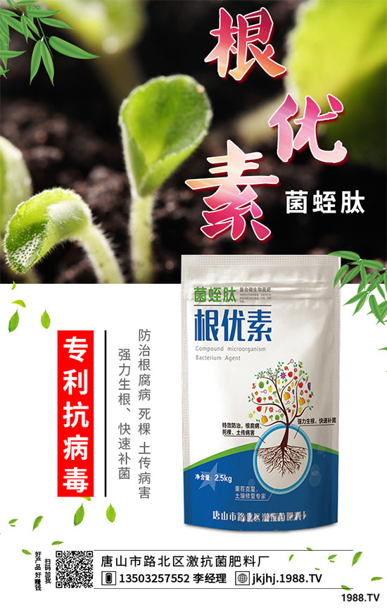 白菜霜霉病是如何引起的？有哪些危害？白菜霜霉病的預(yù)防措施