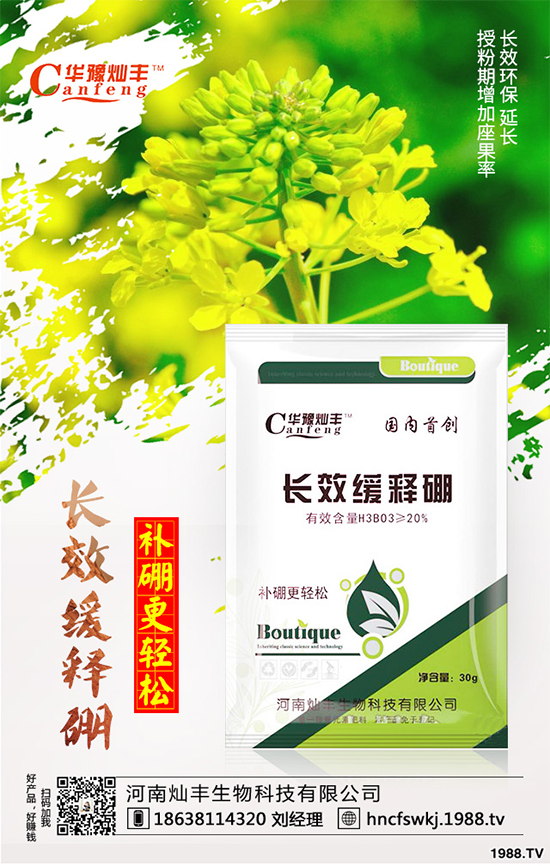 甘藍(lán)立枯病來襲，到底該如何防治？甘藍(lán)立枯病防治措施