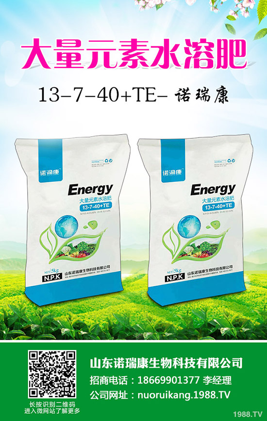 奶油草莓如何種植?奶油草莓種植時(shí)間及管理方法技術(shù)!1-(1753)