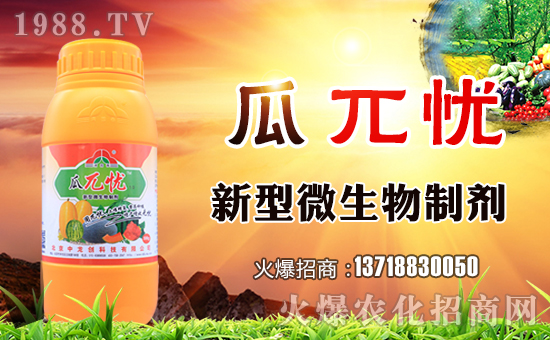 甜瓜早衰漫談之一:預(yù)防早衰就要讓根生長(zhǎng)在健康土壤