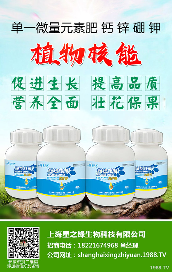 芽菜怎樣種植，芽菜種植技術(shù)您了解多少？