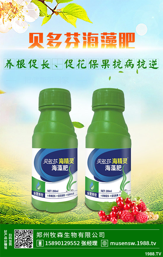 洋薊為什么這么受人歡迎？洋薊的市場行情分析