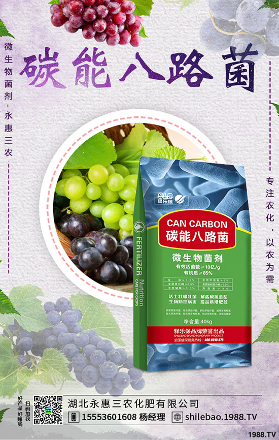 2020年春節(jié)蒜黃價(jià)格是否上漲？批發(fā)價(jià)多少錢一斤？蒜黃種植前景！