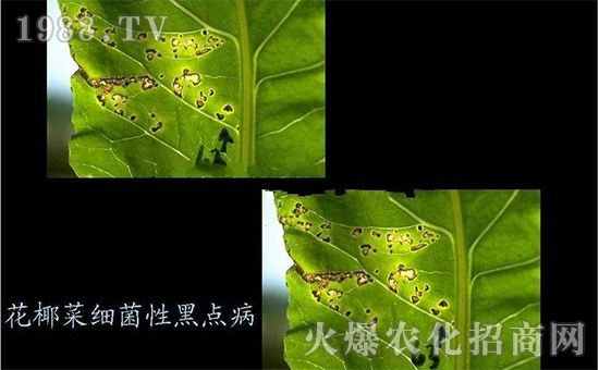 花椰菜細(xì)菌性黑點病3