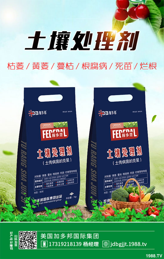 貢菊花該如何栽培？貢菊花高產(chǎn)栽培技術(shù)