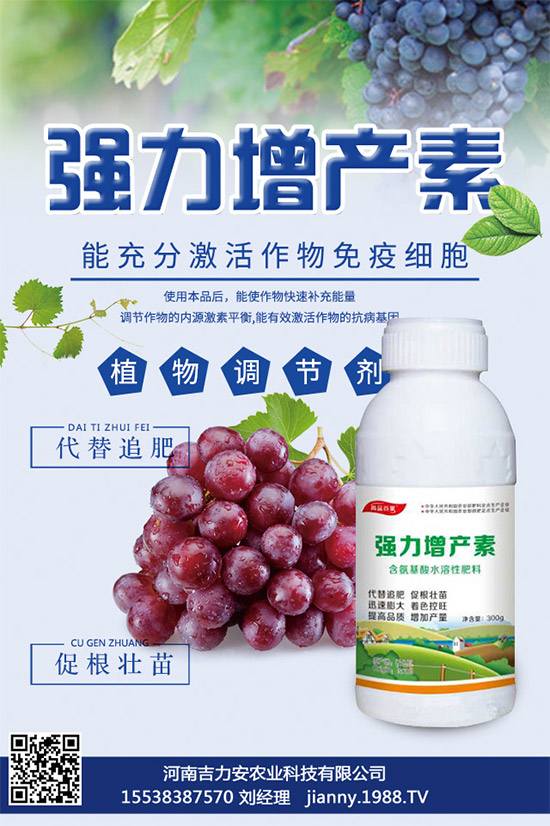 大棚蘑菇該如何種植？大棚蘑菇的種植管理技術(shù)