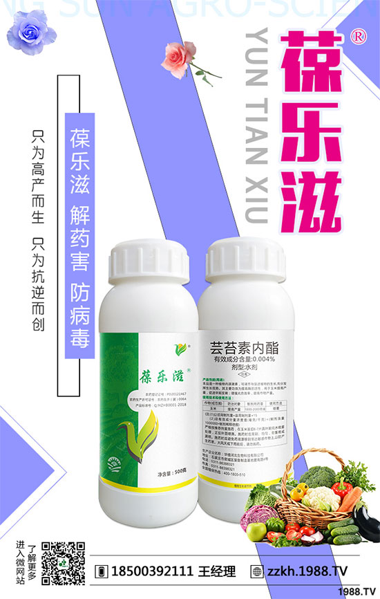 花椰菜黑腐病危害有哪些？花椰菜黑腐病的防治措施！