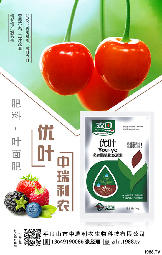 茶樹(shù)菇的栽培技術(shù)，茶樹(shù)菇的種植注意事項(xiàng)！