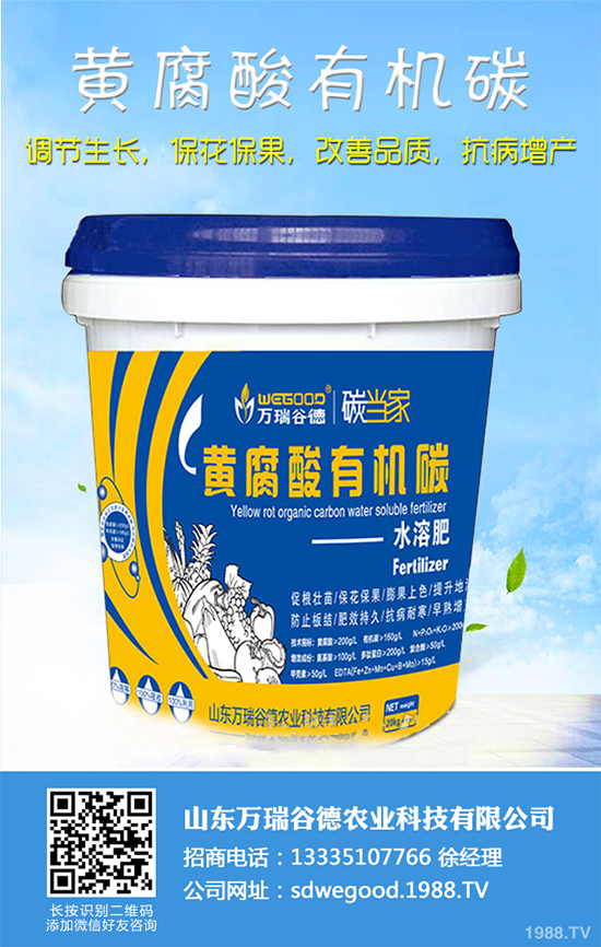 魔芋價格多少錢一斤？2020年魔芋種植的市場行情