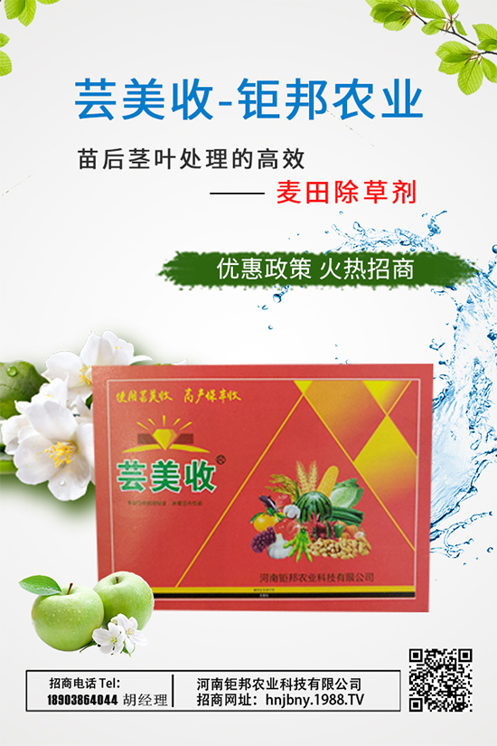 大蔥需肥特性，大蔥施肥技術(shù)要點有哪些？