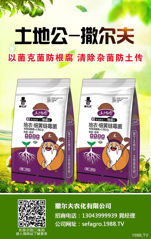 紫皮蒜怎么種植？紫皮蒜的種植管理方法
