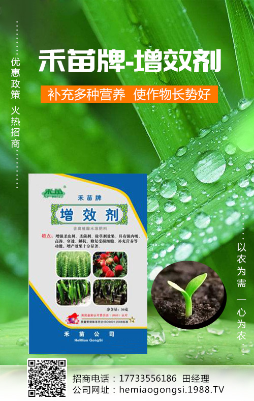 香瓜種植管理做好這些，產(chǎn)量收益有