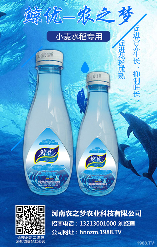 芹菜斑枯病有哪些危害？該如何防治？芹菜斑枯病的發(fā)生與防治