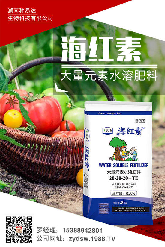 秋季草莓怎么栽？秋季大棚草莓的高產(chǎn)栽培技術(shù)及環(huán)境要求