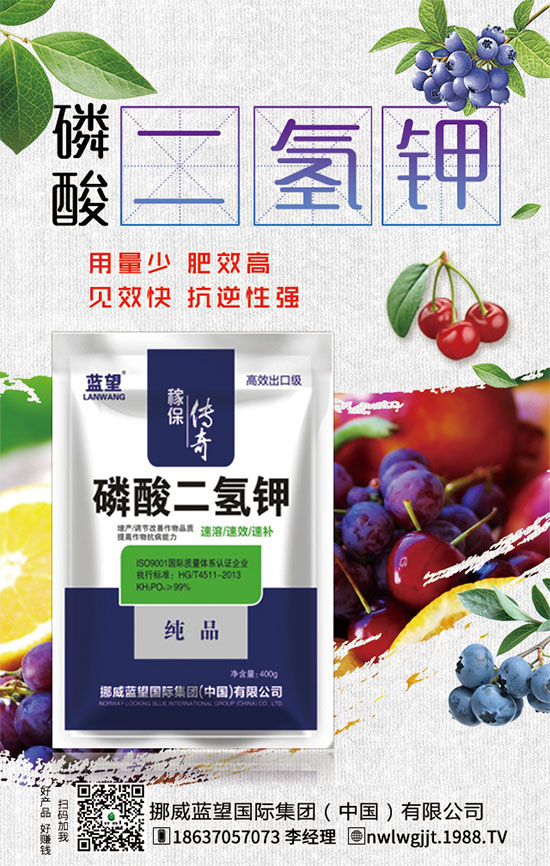 秋茬西紅柿定植注意事項，秋茬西紅柿膨果期管理方法