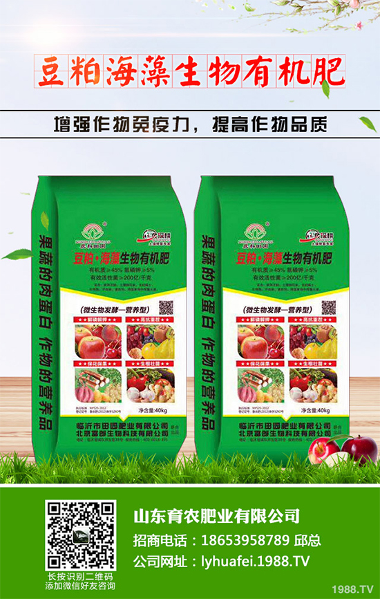 西蘭花種植需要注意些什么？西蘭花四個(gè)種植階段的管理要點(diǎn)