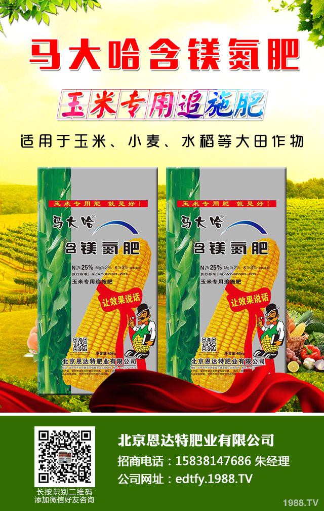 洋蔥返青期怎么管理?洋蔥返青期巧管理