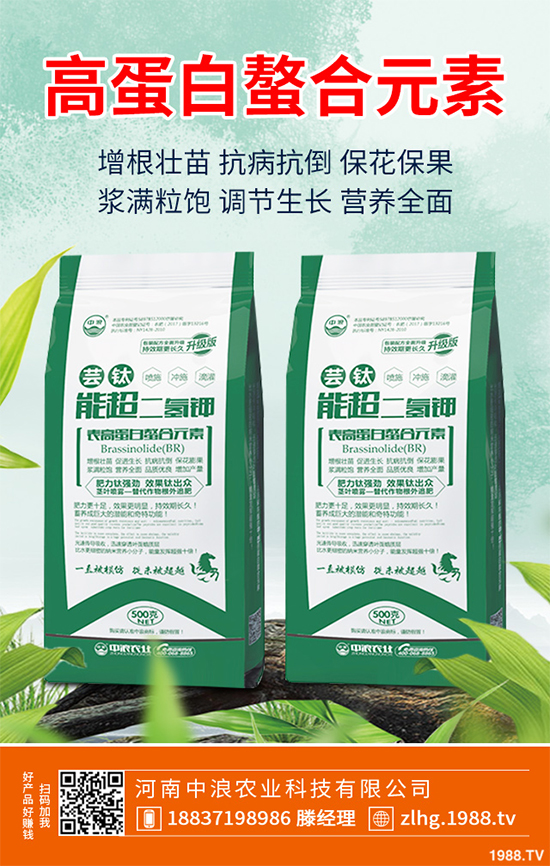 芥菜什么時(shí)候種植效益更好？芥菜高產(chǎn)種植技術(shù)要點(diǎn)