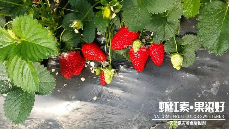 天然果實(shí)著色增甜劑——蝦紅素●果染好！