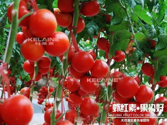 天然果實(shí)著色增甜劑——蝦紅素●果染好！