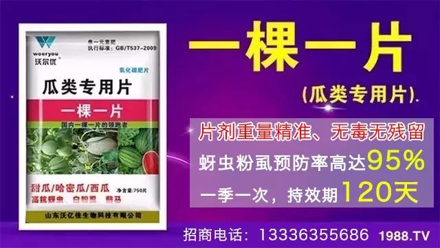 蚜蟲、飛虱防不??？一片藥輕松搞定！預防率95%，持效長達120天！