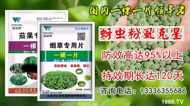 蚜蟲、飛虱防不??？一片藥輕松搞定！預防率95%，持效長達120天！