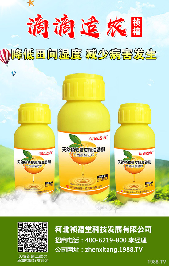 秋季草莓如何管理才能高產？秋季草莓定植管理技術！