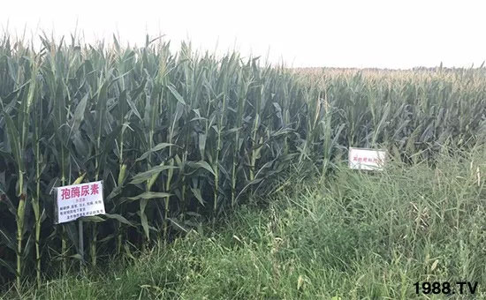 速看！小麥畝產(chǎn)1471斤，雙酶尿素全新升級(jí)，“高產(chǎn)王”當(dāng)之無愧！