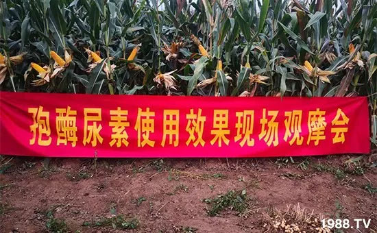 速看！小麥畝產(chǎn)1471斤，雙酶尿素全新升級(jí)，“高產(chǎn)王”當(dāng)之無愧！