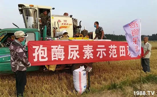 速看！小麥畝產(chǎn)1471斤，雙酶尿素全新升級(jí)，“高產(chǎn)王”當(dāng)之無愧！