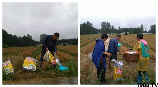 速看！小麥畝產(chǎn)1471斤，雙酶尿素全新升級(jí)，“高產(chǎn)王”當(dāng)之無愧！