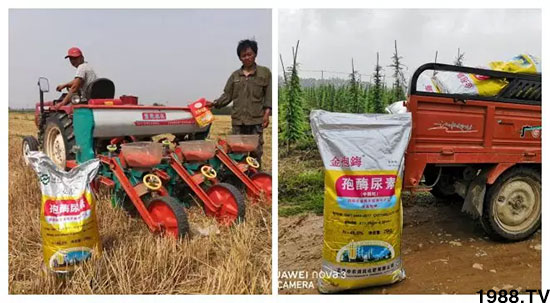 速看！小麥畝產(chǎn)1471斤，雙酶尿素全新升級(jí)，“高產(chǎn)王”當(dāng)之無愧！