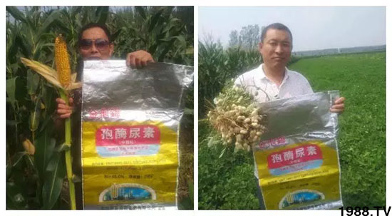 速看！小麥畝產(chǎn)1471斤，雙酶尿素全新升級(jí)，“高產(chǎn)王”當(dāng)之無愧！