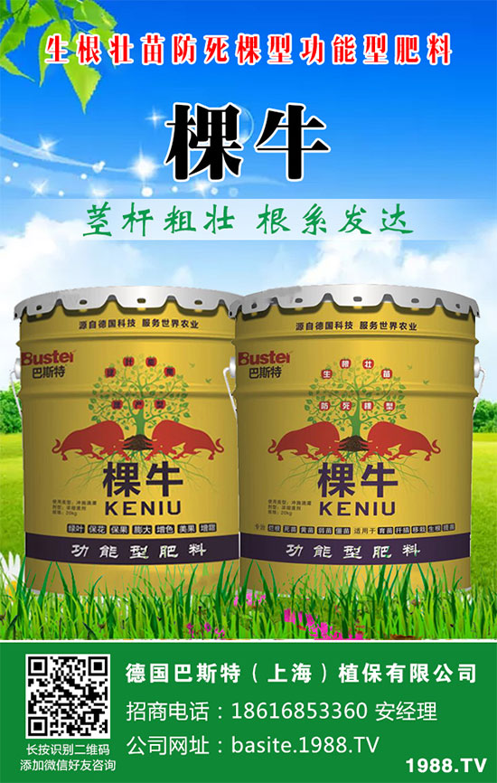 洋蔥如何施肥？洋蔥科學(xué)合理的施肥方法！