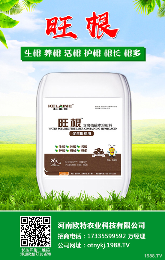 枇杷怎么種植，枇杷的種植及管理技術(shù)！