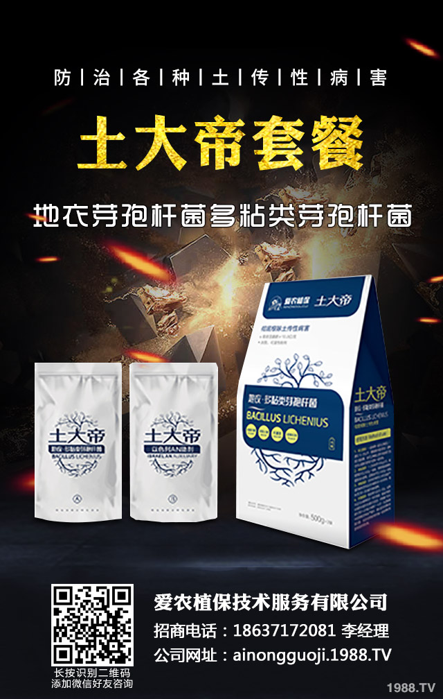 秋播小麥怎么提高質(zhì)量?秋播小麥提高質(zhì)量六要點(diǎn)