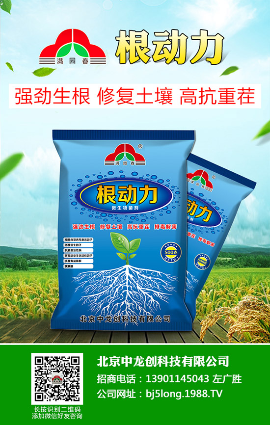 柑橘青苔病發(fā)病原因有哪些，柑橘青苔病防治措施！