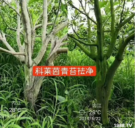 神奇除青苔劑!,不反彈!干凈,青苔無(wú)蹤!