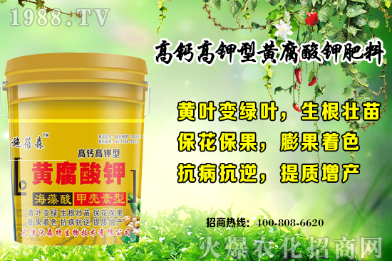 草莓生長對環(huán)境要求有哪些？秋季草莓定植注意事項(xiàng)和管理方式！