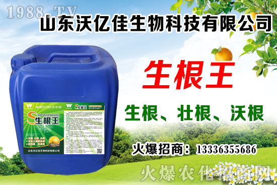 影響草莓花芽分化因素有哪些？草莓花芽分化期與定植管理要點！