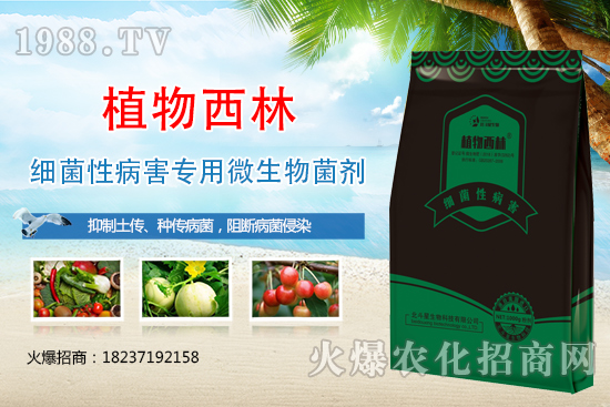 辣椒炭疽病癥狀是什么？辣椒炭疽病發(fā)生原因及防治