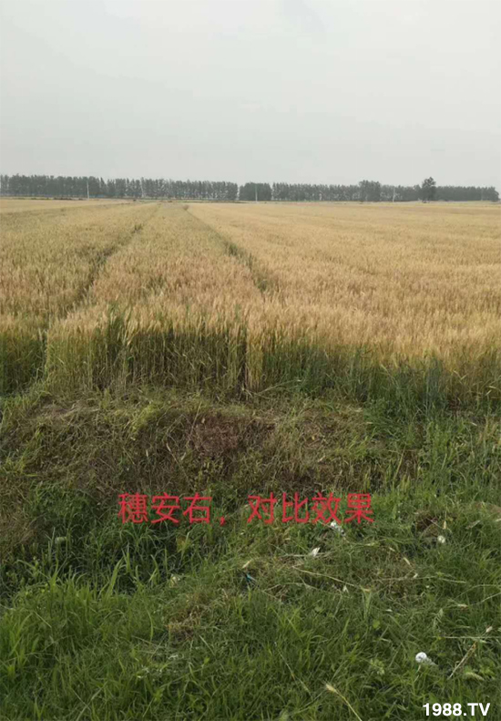 小麥赤霉病危害特點，防治小麥赤霉病用什么藥？